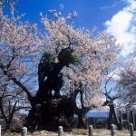 Bukan Sekadar Indah, Pohon Sakura Berusia 2.000 Tahun Berbunga Jadi Magnet Wisatawan