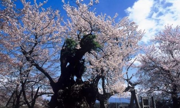 Bukan Sekadar Indah, Pohon Sakura Berusia 2.000 Tahun Berbunga Jadi Magnet Wisatawan